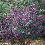 PEARL GLAM® BEAUTYBERRY