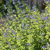 SUNSHINE BLUE® II BLUEBEARD