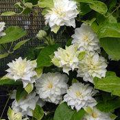 MADAME MARIA® CLEMATIS