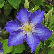 BROTHER STEFAN® CLEMATIS