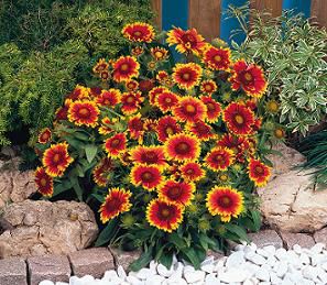 ARIZONA SUN BLANKET FLOWER