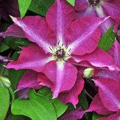 VIVA POLONIA CLEMATIS