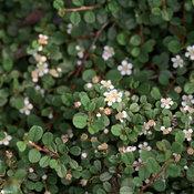 LITTLE DIPPER® COTONEASTER