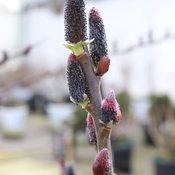 BLACK CAT® PUSSY WILLOW
