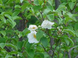 KOREAN STEWARTIA