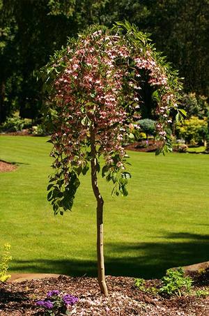 MARLEY'S PINK® WEEPING JAPANESE SNOWBELL