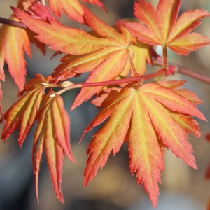 ORANGE DREAM UPRIGHT JAPANESE MAPLE