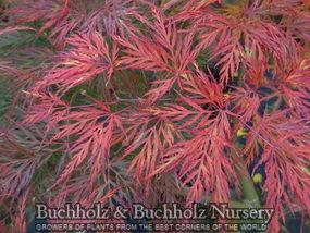 EMERALD LACE UPRIGHT JAPANESE MAPLE