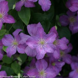 JOLLY GOOD™ CLEMATIS