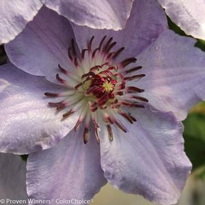 STILL WATERS™ CLEMATIS