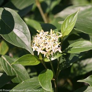 RED ROVER® SILKY DOGWOOD