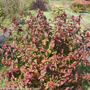 KODIAK® BLACK BUSH HONEYSUCKLE