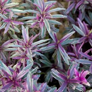 FROZEN FLAME HEBE