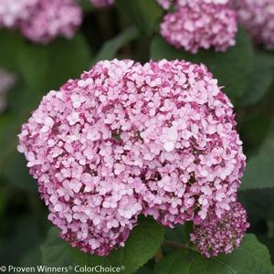 INCREDIBALL® BLUSH HYDRANGEA