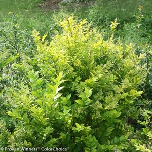 GOLDEN TICKET® PRIVET