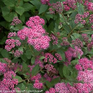 DOUBLE PLAY® PINK SPIRAEA