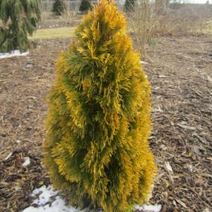 FILIP'S MAGIC MOMENT ARBORVITAE