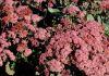 TOUCHDOWN BREEZE SEDUM