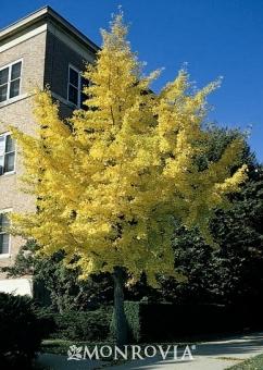 AUTUMN GOLD GINKGO
