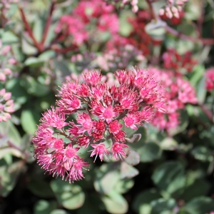 VERA JAMESON SEDUM