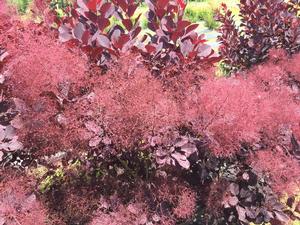 WINECRAFT BLACK® SMOKETREE