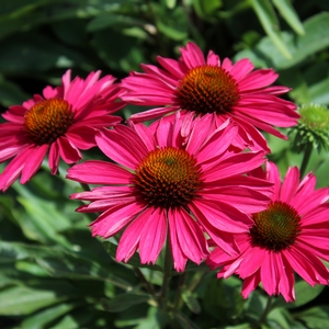 KISMET® RASPBERRY CONEFLOWER