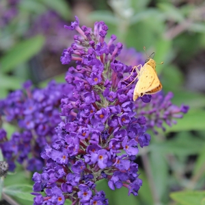 BUZZ® MIDNIGHT BUTTERFLY BUSH