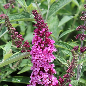 BUZZ® SOFT PINK BUTTERFLY BUSH
