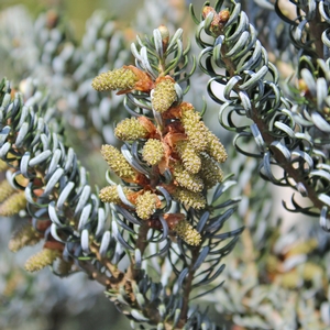 HORSTMANN'S SILBERLOCKE KOREAN FIR