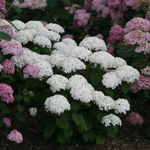 INVINCIBELLE® WEE WHITE HYDRANGEA