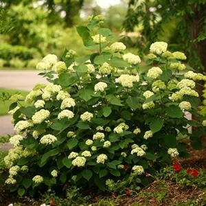 LIME RICKEY® HYDRANGEA