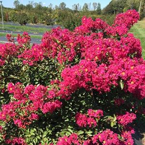 INFINITINI WATERMELON® CRAPEMYRTLE