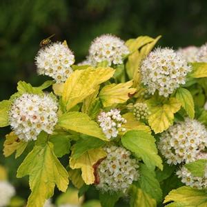 FESTIVUS GOLD® NINEBARK