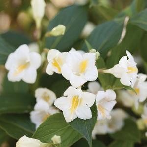 CZECHMARK SUNNY SIDE UP® WEIGELA