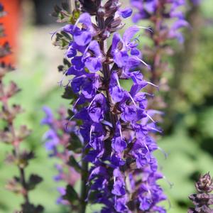 MAY NIGHT MEADOW SAGE