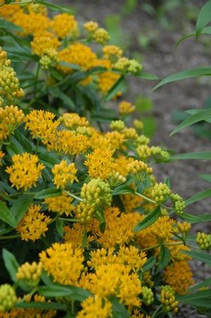 HELLO YELLOW BUTTERFLY MILKWEED