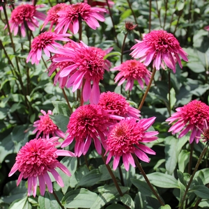SUPREME™ ELEGANCE CONEFLOWER