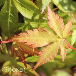 KATSURA UPRIGHT JAPANESE MAPLE