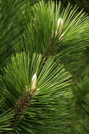 THUNDERHEAD JAPANESE BLACK PINE