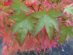 WILSON'S PINK DWARF UPRIGHT JAPANESE MAPLE