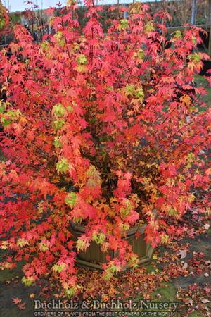 KOTO MARU DWARF UPRIGHT JAPANESE MAPLE