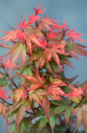 KURO HIME DWARF UPRIGHT JAPANESE MAPLE