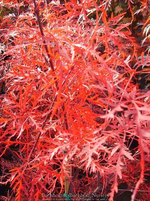 WATNONG DWARF WEEPING JAPANESE MAPLE