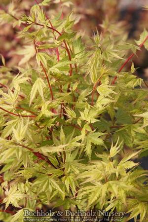 CORAL PINK UPRIGHT JAPANESE MAPLE