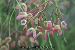 FAIRY HAIR DWARF UPRIGHT JAPANESE MAPLE