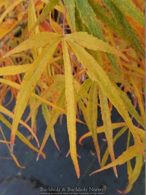 GINSHI UPRIGHT JAPANESE MAPLE