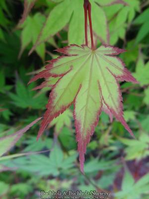 OGI TSUMA GAKI UPRIGHT JAPANESE MAPLE