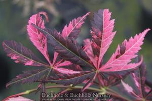 RAINBOW UPRIGHT JAPANESE MAPLE