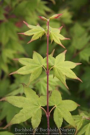 SATSUKI BENI UPRIGHT JAPANESE MAPLE