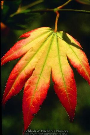 TSUMA GAKI UPRIGHT JAPANESE MAPLE